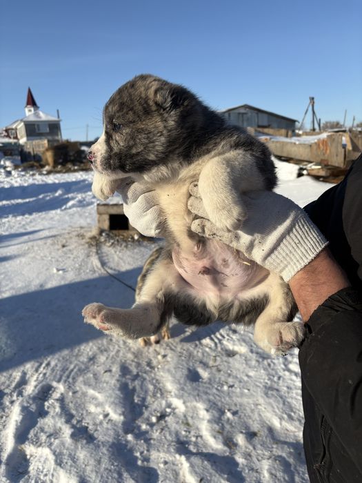 Щенки алабай среднеазиатская овчарка