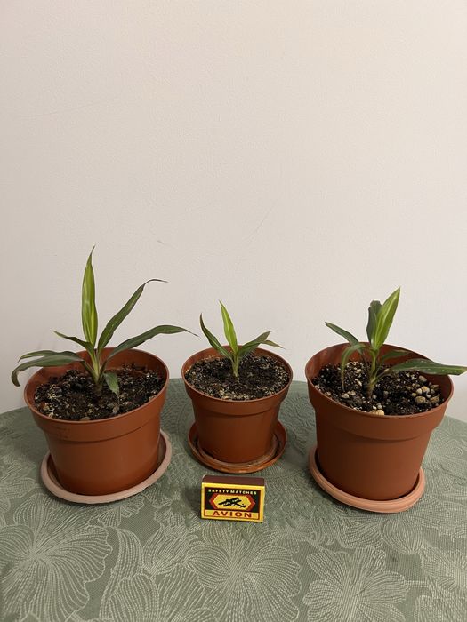 Продам комнатные растения