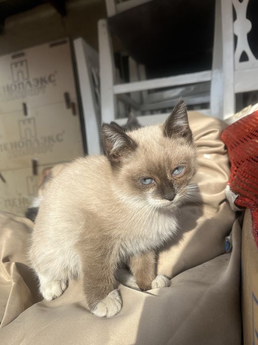 Котята мальчики и девочки