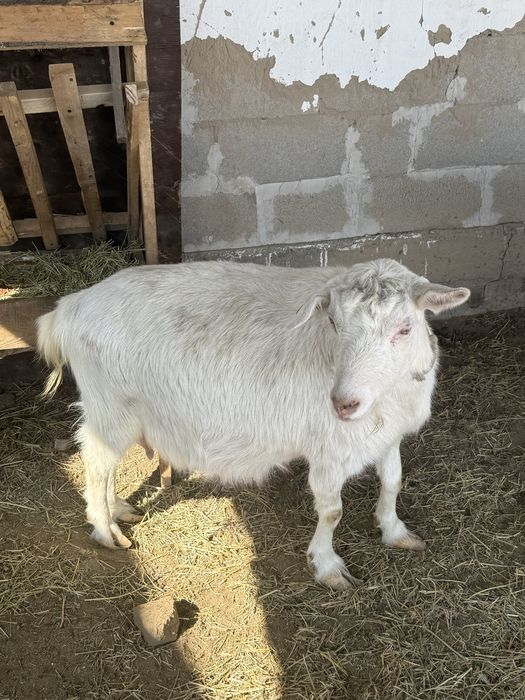 Ешкілер,ешкы,козлы