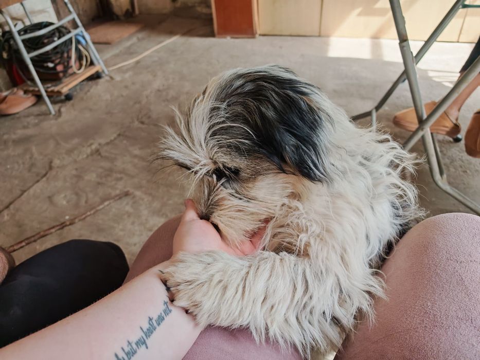 Adopție câini baiat+fata