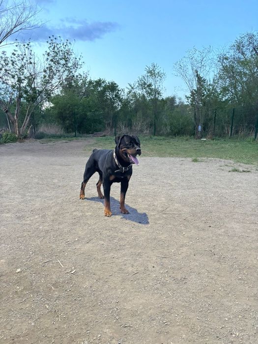 Нужна невеста ротвейлер