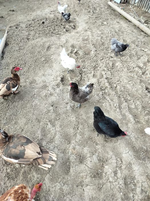 Pui de la pasarile din imagini