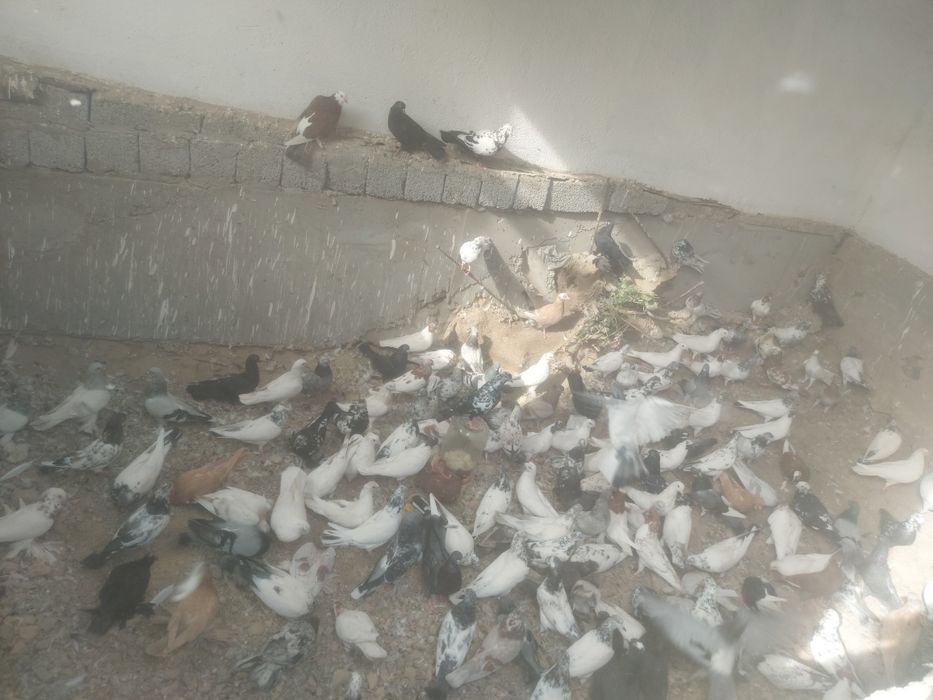 Голуби разные молодые и парные