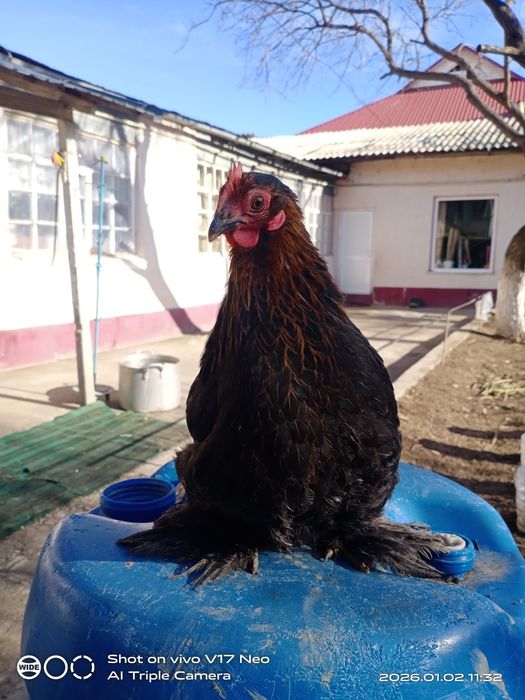 Кохин Карлик пара