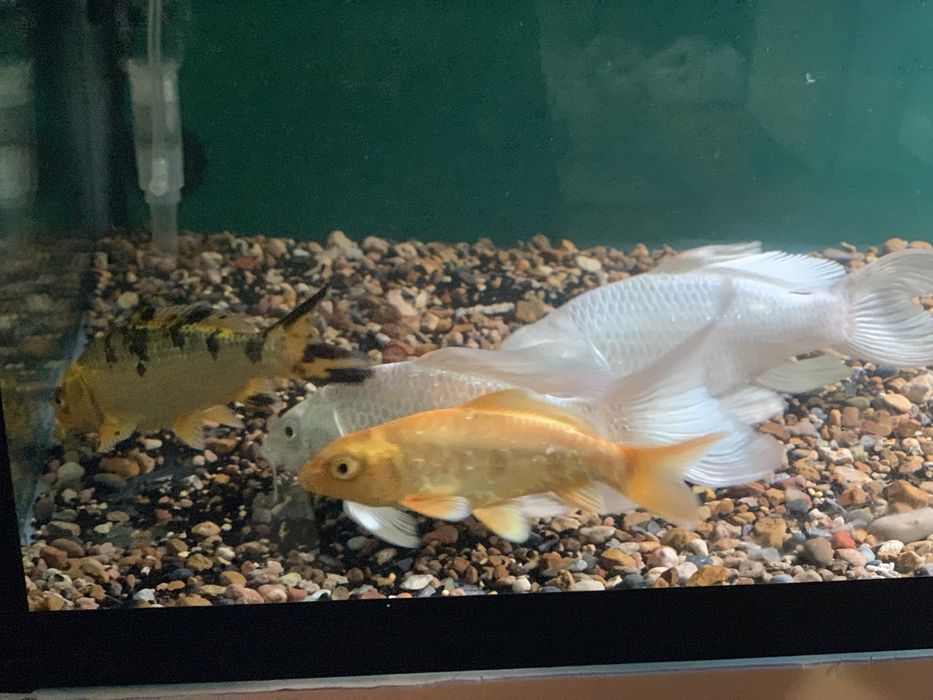 Продам Карп Кои 4шт