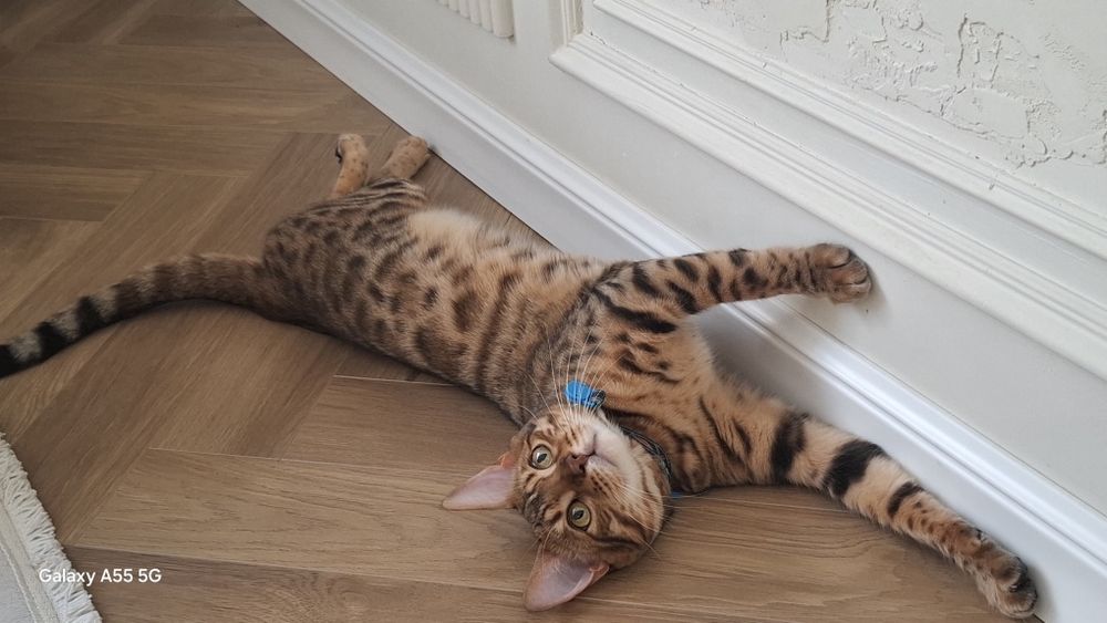 Срочно продаётся Бенгальский кот