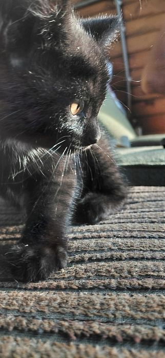 Отдам котят бесплатно