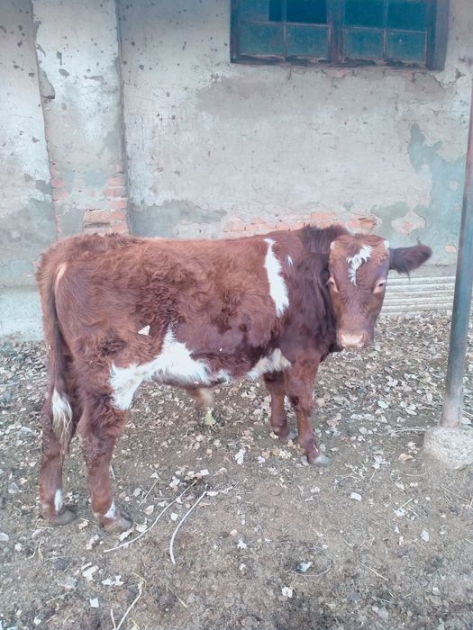 Подсос Бычок сатылады