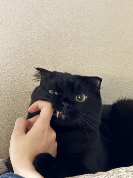 Отдам кота в добрые руки