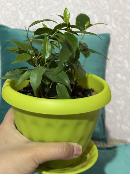 Фикус в добрые руки