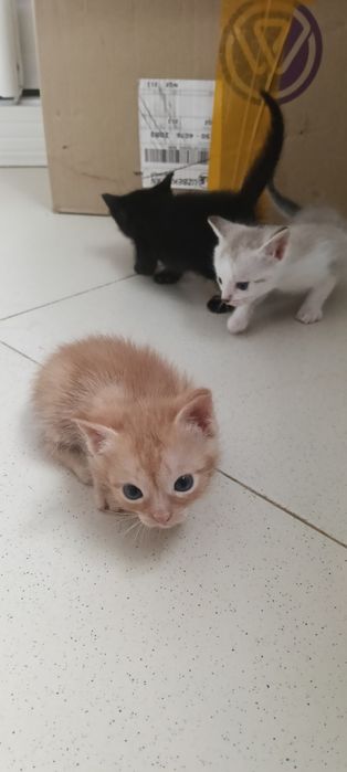 Отдам котят в хорошие руки
