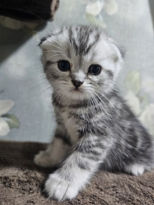 Британский котеночек