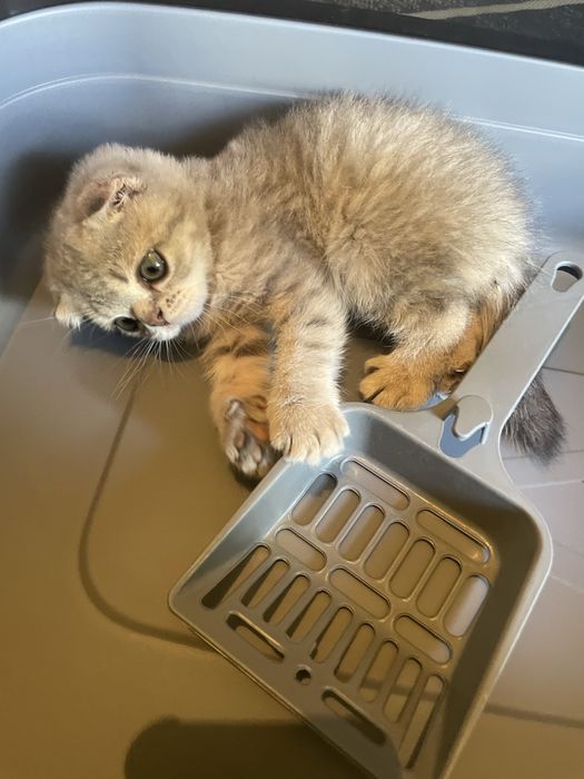 Вислоухий шотландский котенок