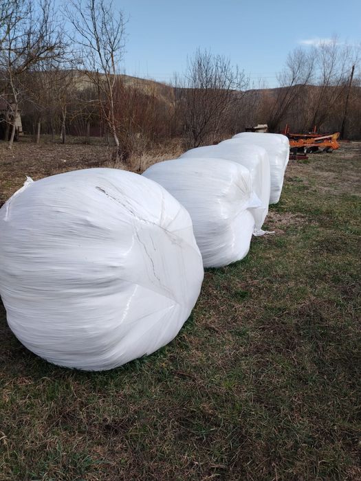 Baloti infoliati lucerna ultima coasa