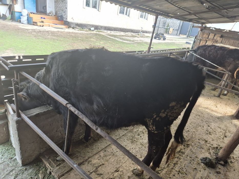 Тайынша сиыр корова тёлки