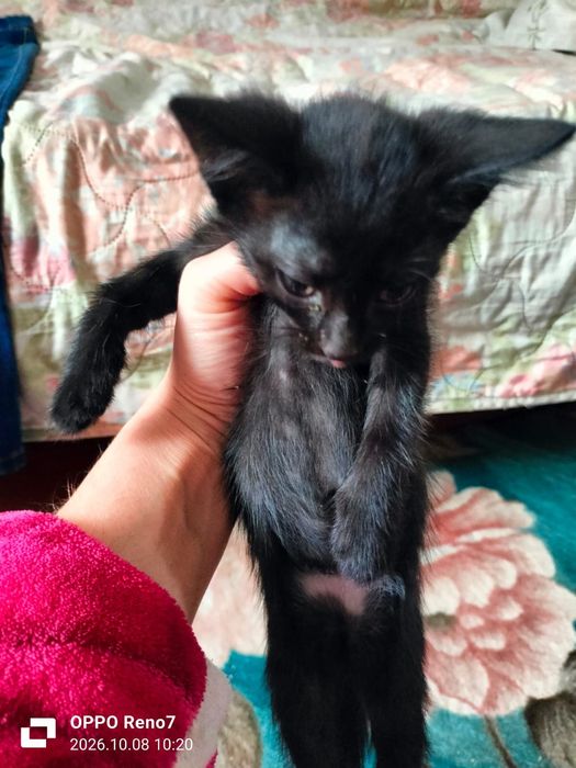 Отдам котят бесплатно