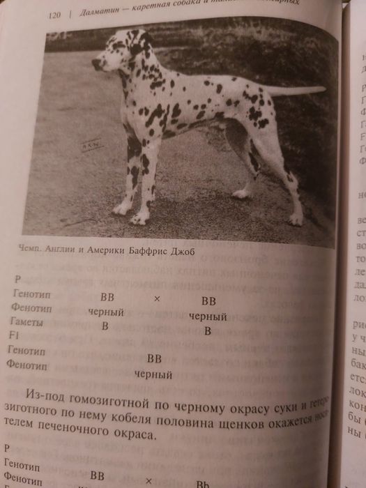 Далматин  порода