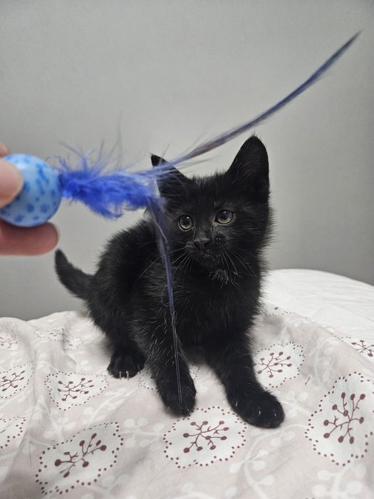 Котёнок девочка 2 месяца