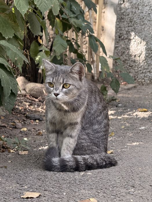 Кошка в добрые руки