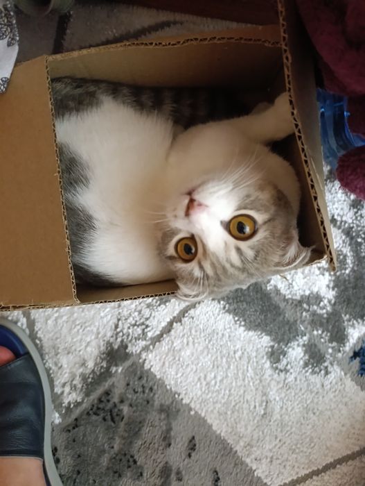 Scottish Fold келин бола — 6 ойлик