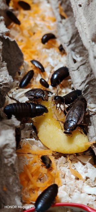 Мраморные тараканы