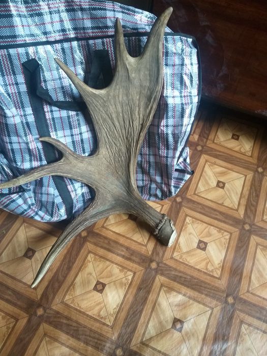 Рога оленя настоящие