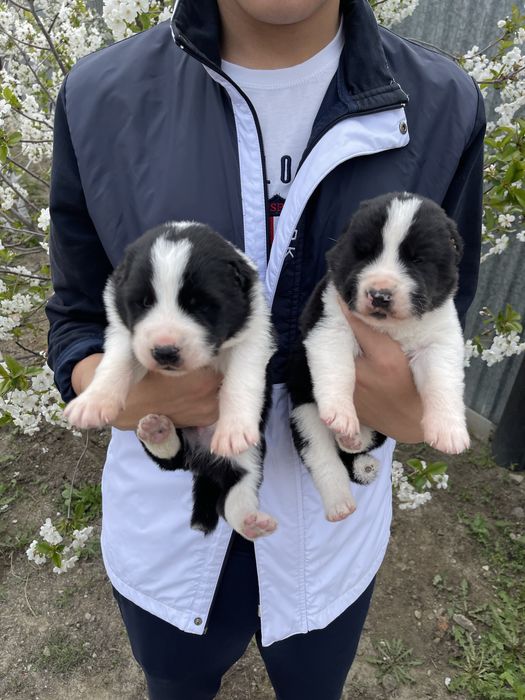 Продаются щенки алабая, сао