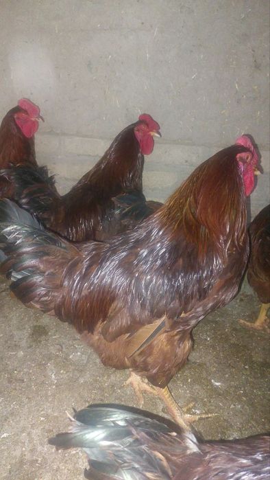 Кизил ху́розлар сотилади... 250 бор...