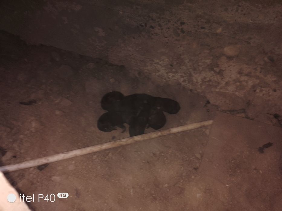 Готовы щенки на продажу срочно