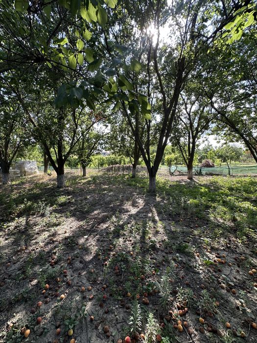Vând proprietate – Casă și teren 1.300 mp în Crivăț, județul Călărași