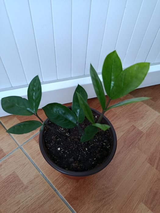 Долларовое дерево.