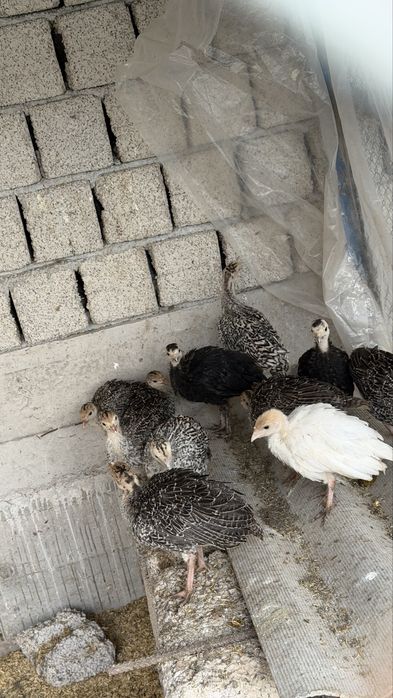 Kurkachalar Marmar rangli. Мраморные Индюшата