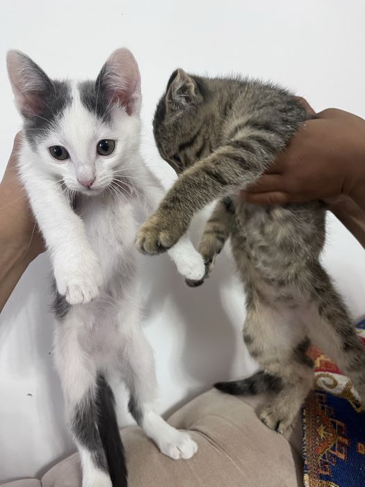 Котенки даром даром