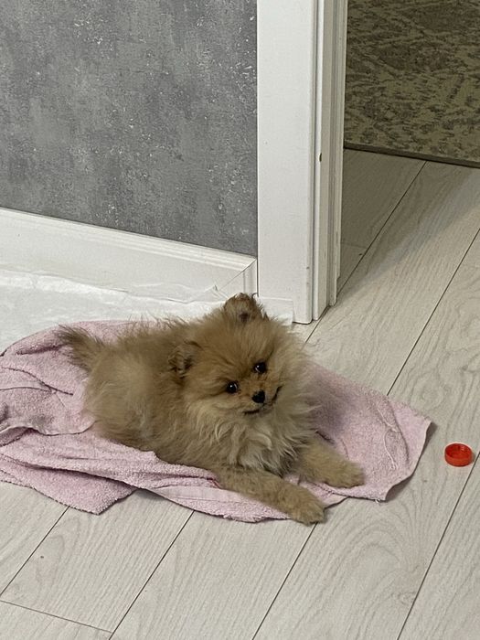 шпиц поомеранский