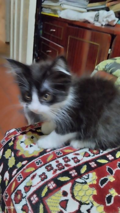 Котенок бесплатно