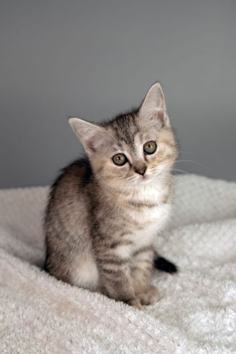 Отдам котят в хорошие руки
