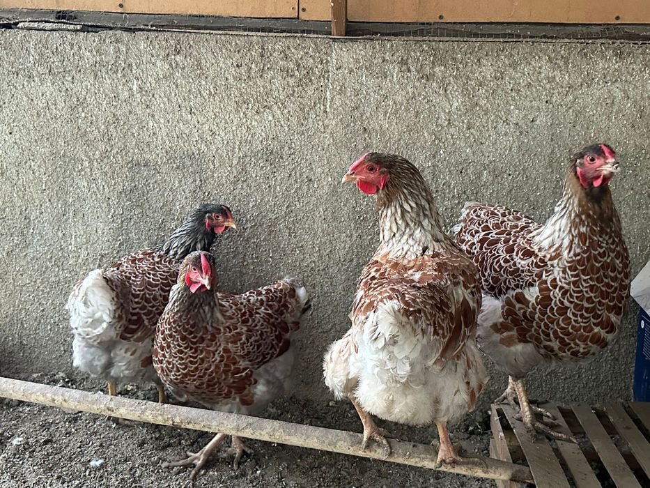 Продам кур, семейка виандотов