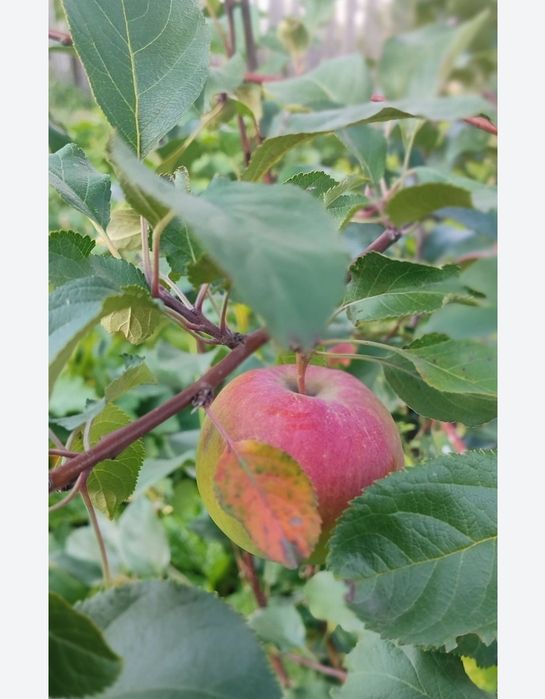 СРОЧНО Продам дом район Гавани