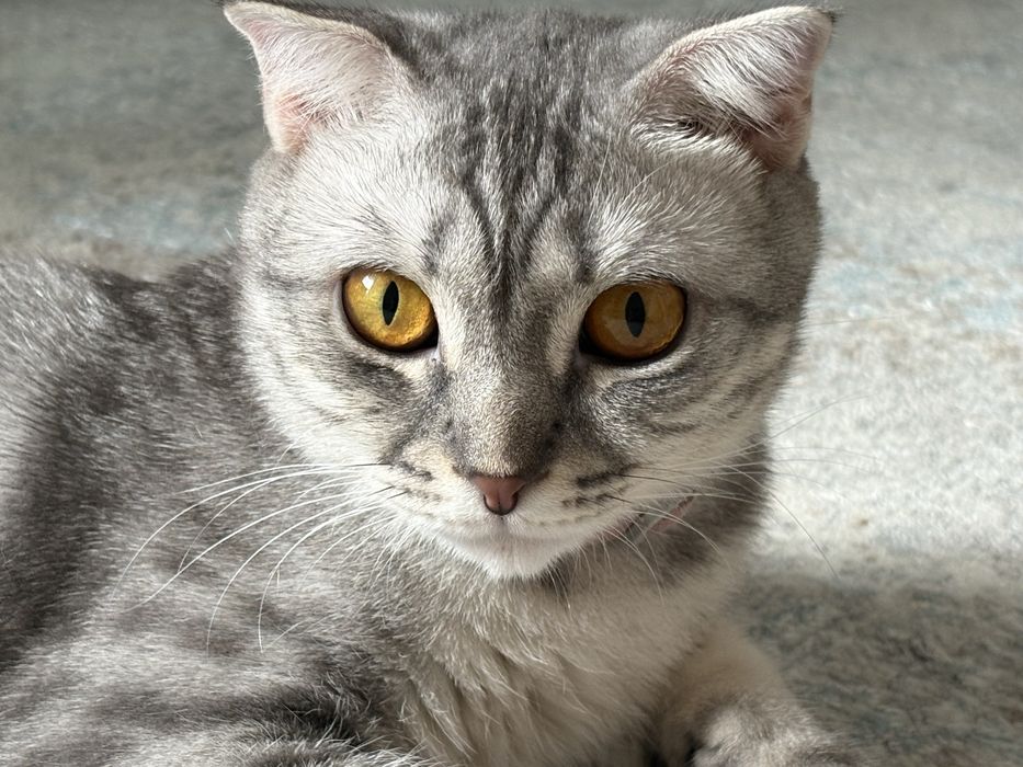 Отдаю в добрые руки кошку