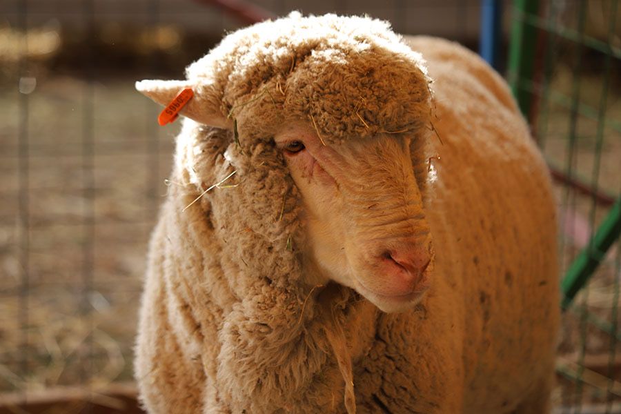 Продам баранов меринос