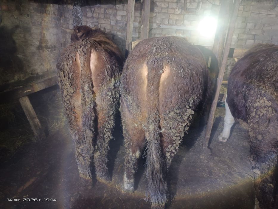 Продам быков на мясо