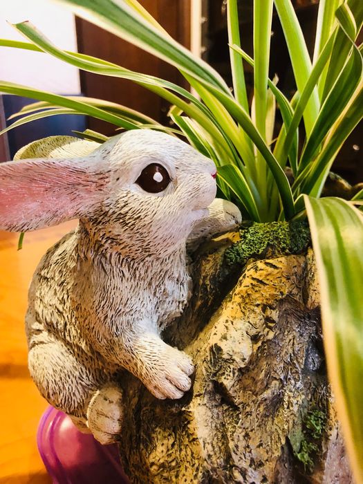 Хлорофитумы в садовых горшках