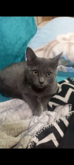 Котёнок -мальчик.