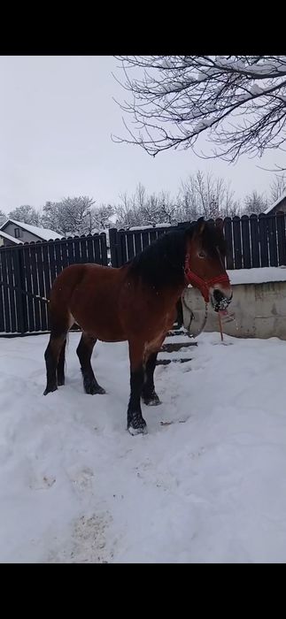 Armăsar de vânzare