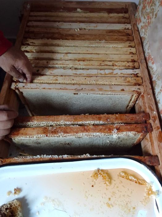 Vind faguri de miere poliflora 2024