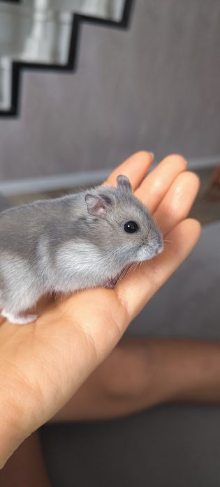 Хомяки джунгарские