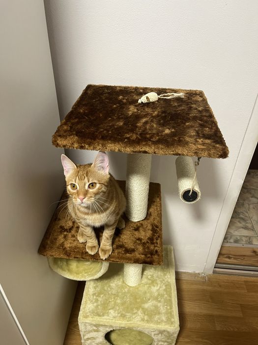 Vand ansamblu de joaca pentru pisici