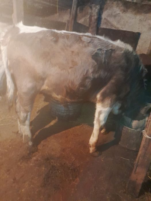 Продам быка 1год 3месяца