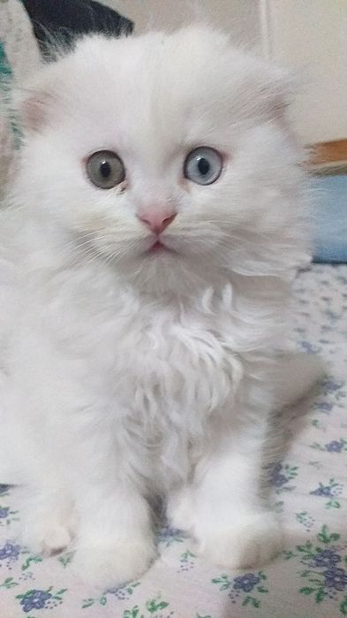 Продаётся вислоухая котята